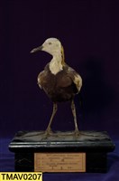 藏品(水雉)的圖片